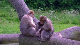 Baby Monkey with the Daddy - Watch How Cute They Are