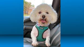 Pet for Adoption: July 27, 2026
