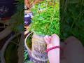 Join Me For Learning Home Decorations#shortfeed
