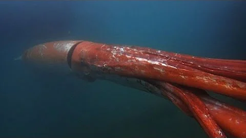 ¿Cuál es el calamar gigante más grande jamás visto?