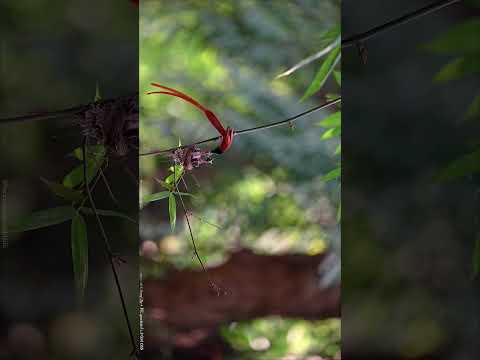 Create with Sony