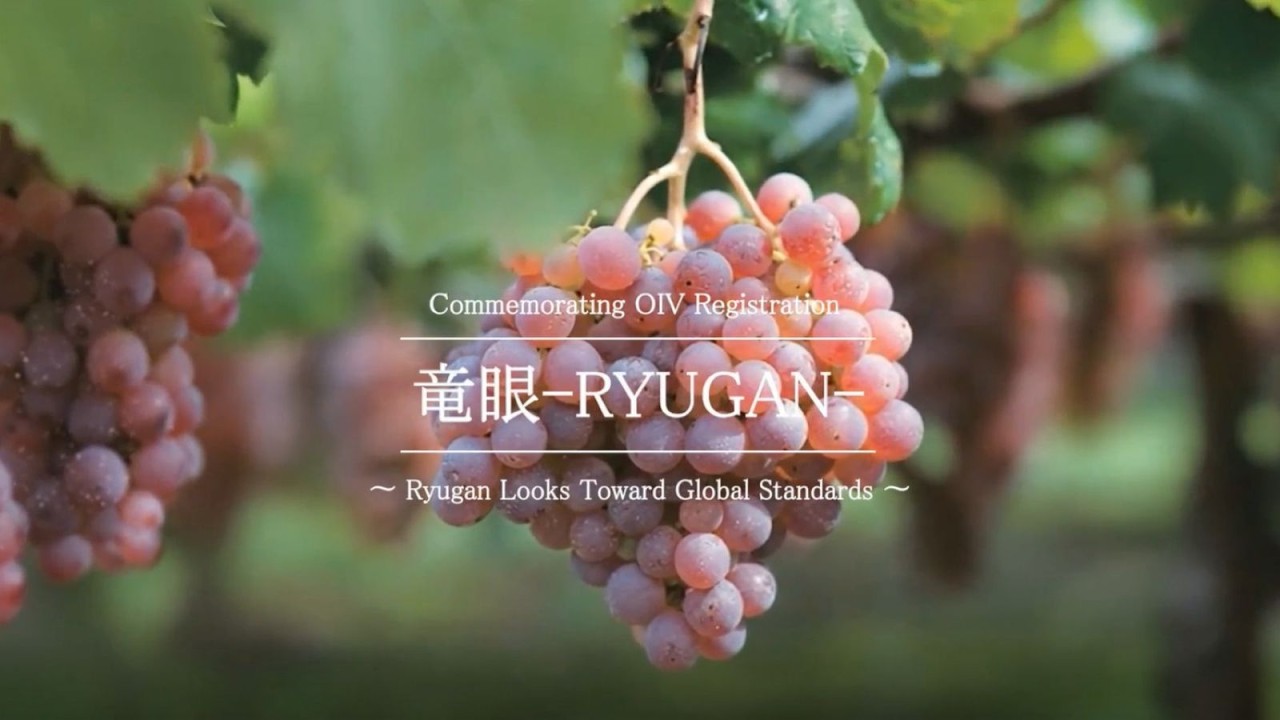 【Japanese Wine】Commemorating OIV Registration 竜眼－RYUGANー【Kanto-Shinetsu Regional Taxation Bureau】