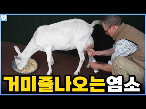 거미줄이 나오는 염소가 있다?!|인간이 만들어낸 동물들