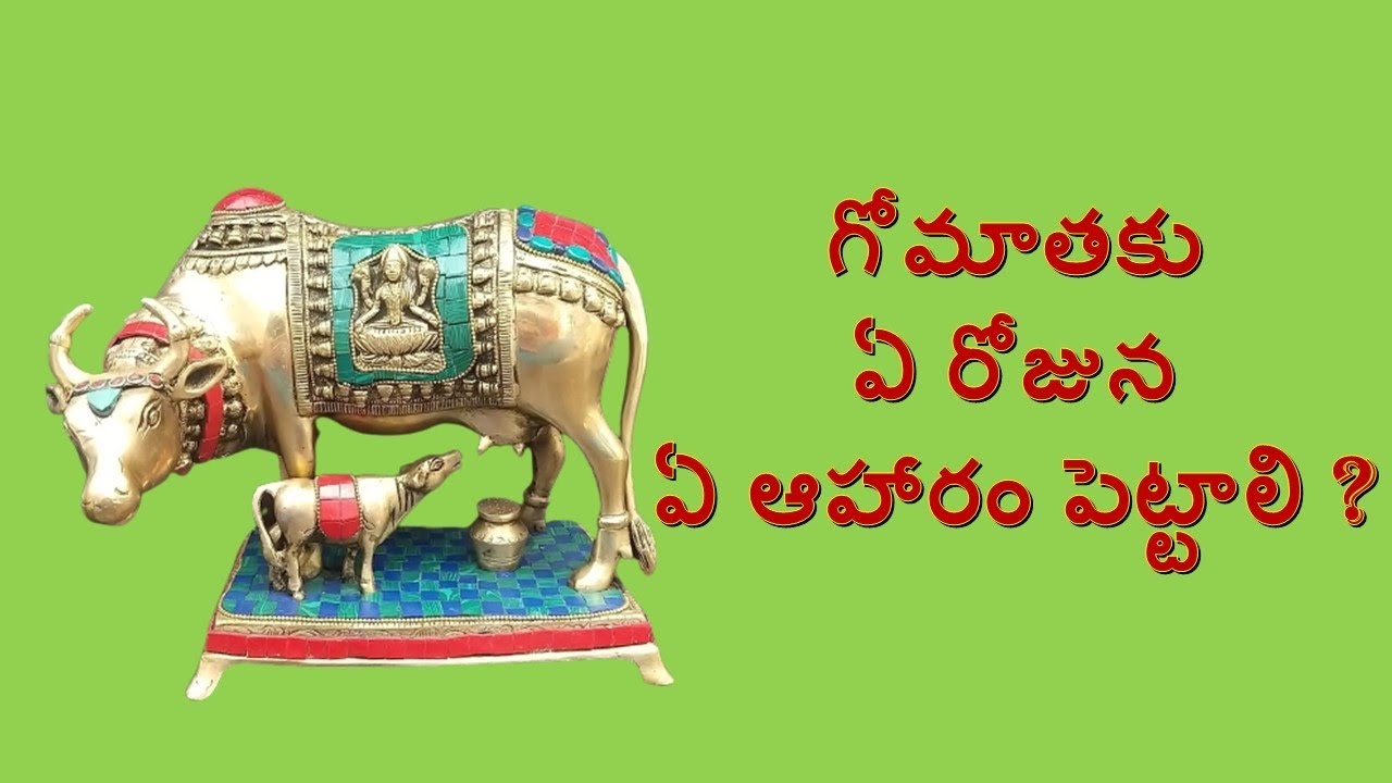 What kind of food should be given to the cow on which day  gomatha food to feed cow on each day everyday of week long video