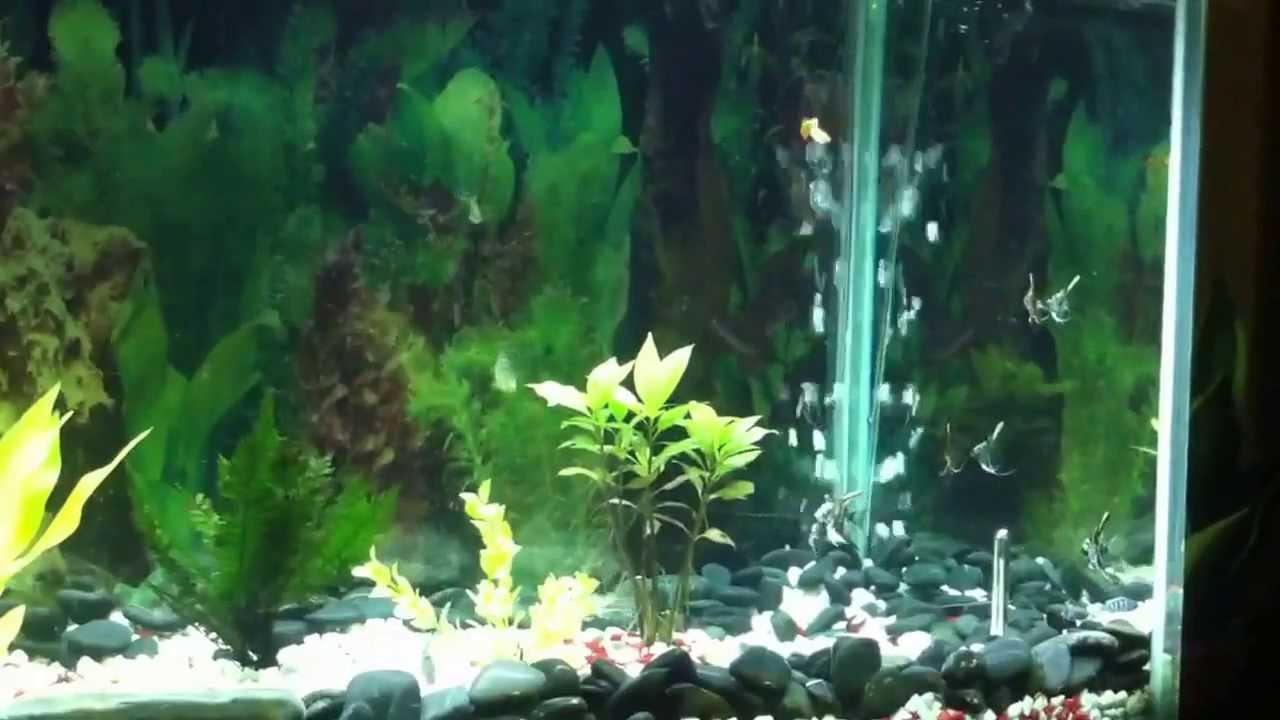 pictus catfish and angelfish