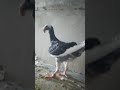 Німецькі виставочні голуби