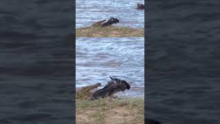Second Croc🐊 Came As Hippo🦛 Watch #crocodile #wildlife #wildebeest #100shorts2024 #shortsafrica