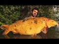 Angler fängt Monster Koi Karpfen!