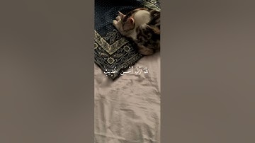 ما تيسر من سورة الزمر - محمد اللحيدان | #explore