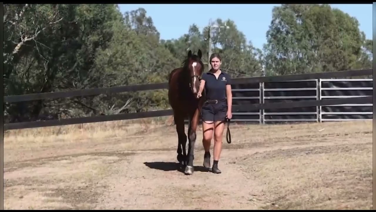 Extreme Choice x Come On Over '24 Colt - Shane Nichols Racing