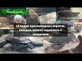 10 видов черепах которых можно содержать в аквариуме.