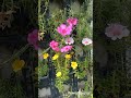 Vertical stand gardening in limited space