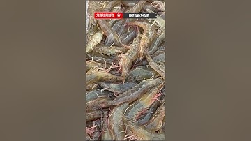 Dùng Chài Để Bắt Tôm Và Cái Kết#shorts