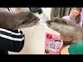 カワウソしゃもじがとうとうお見合いですってよ！