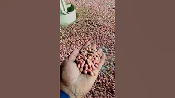 groundnut decorticator machine with cleaning system // #mungfali #singdana #groundnut #explore