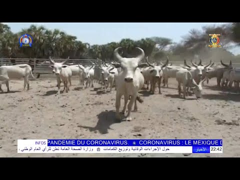 LES BŒUFS KOURI - UNE RACE BOVINE TCHADIENNE UNIQUE AU MONDE