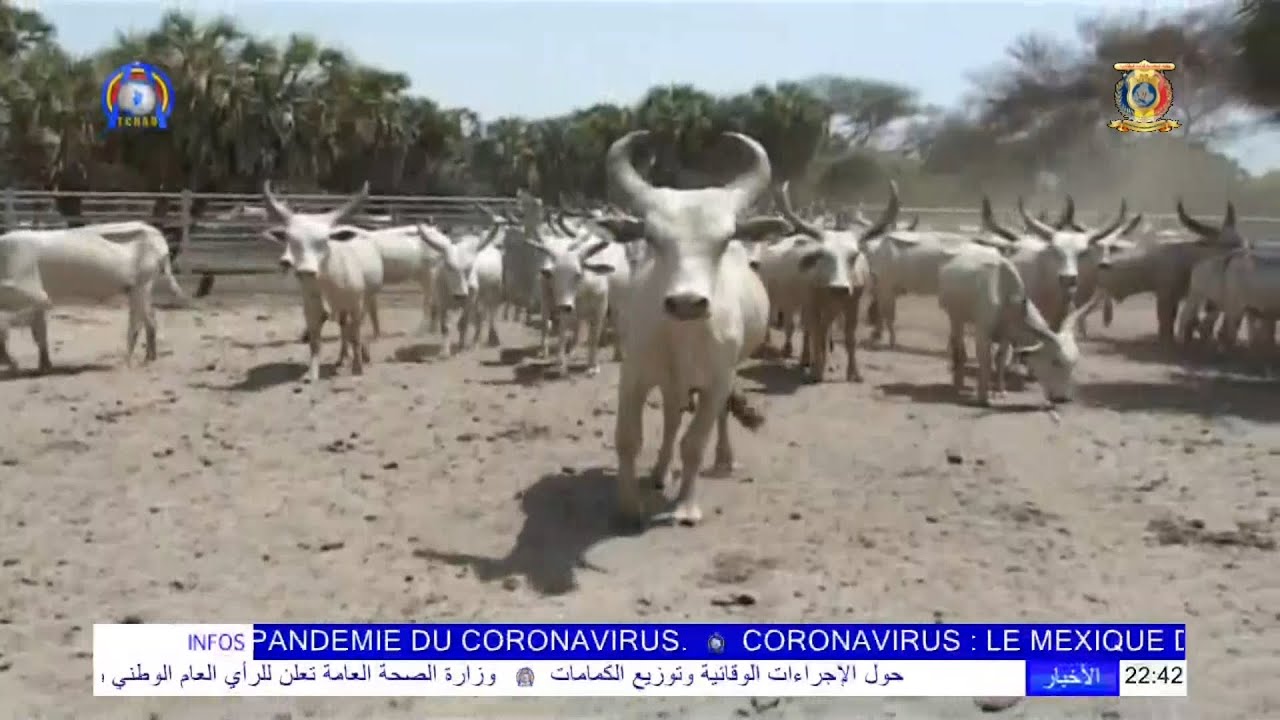 LES BŒUFS KOURI - UNE RACE BOVINE TCHADIENNE UNIQUE AU MONDE