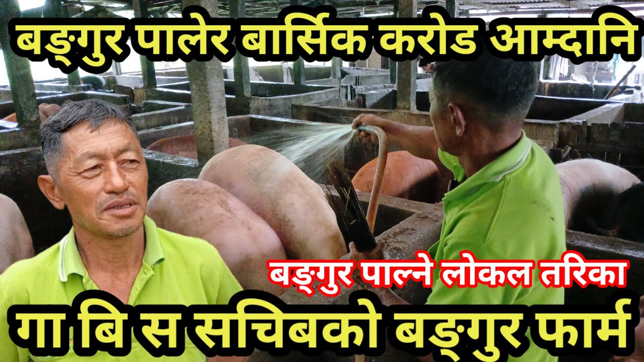 एउटै बङ्गुर १५० किलोको , बङ्गुर पालेर बार्सिक एक करोड आम्दानी ,घाँस खुवाएर बङ्गुर पाल्दै jhapa