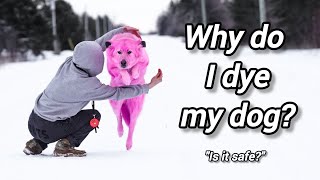 Revealing why I dye my dog