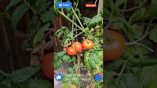 💯💥🇷🇴 Roșii Bio | Bunila | Oct 2023 | 4K 🇷🇴💥💯#Bunila #padureni #herepean #fypシ #fyp #ytshorts #shorts