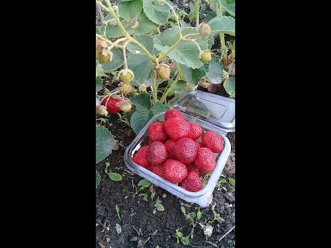 მარჟოლის მწიფობა საწყის ეტაპზე