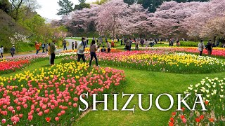 【Cherry blossoms】Tulips and Doubleflowered cherry trees follow suit in Shizuoka. チューリップと八重桜の共演 #4K