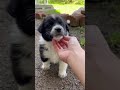 She brushes the puppy fur slowly showing its clean fluffy coat #viral #trending #short