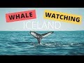 Iceland Tour: Whale Watching in Husavik with Gentle Giants