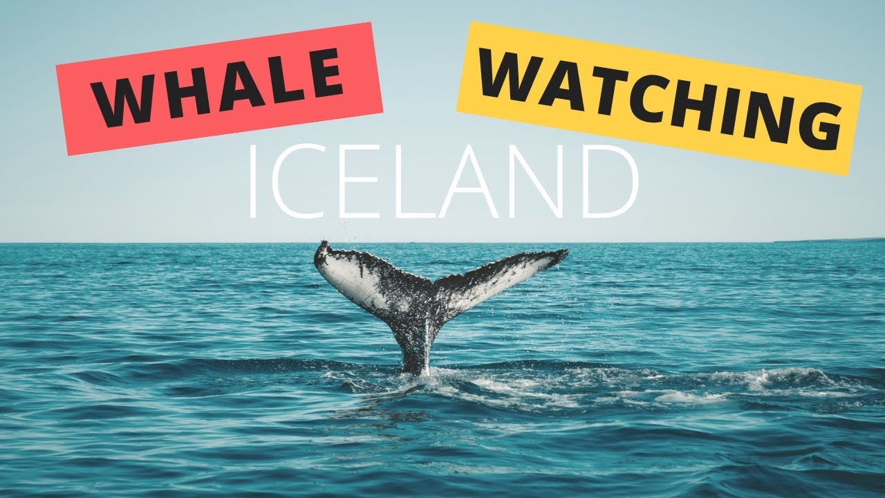 Iceland Tour: Whale Watching in Husavik with Gentle Giants — Whale watching — video poster