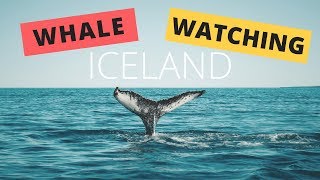 Iceland Tour Whale Watching In Husavik With Gentle Giants