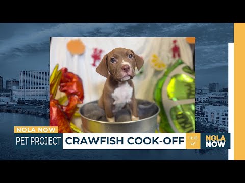 Pet Project: Claws and Paws Crawfish Cook-Off