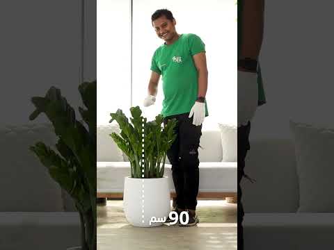 الزاميا حجم وسط بحوض فايبرجلاس