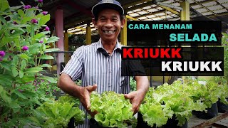 Cara Mudah Menanam Selada air di Rumah / SUBUR DAN RIMBUN