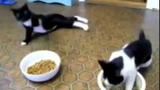 Пьяные коты. Веселый видеоролик Пьяные коты. Веселый видеоролик