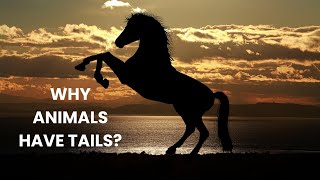 Why do animals have tails? Uses of a tail for an animal explained