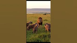 5 Hyaena attack 1 lion #LifeInNatural #NatureLovers #NatureSounds  #SimpleLife #NaturalBeauty
