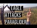 Wedgetail Eagle Attacks Paraglider