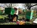 Як зловити бджолиний рій на 100 %  Укомплектовка бджолиної ловушки від А до Я