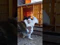 ШЄЩ Щ ЩЉШ Ш Щ Ш ШґЩ Ш ШЁШ Ш Щ ШіЩЉЩЃЩЉШ Щ Щ Ші Pigeon Birds Kabootar рџ ЉпёЏрџ Ірџ рџ рџ ірџ рџ їрџ рџ Ќрџ Ќ ШЄЩ Щ ЩЉШ Ш Щ Ш ШґЩ Ш ШЁШ Ш Щ ШіЩЉЩЃЩЉШ Щ Щ Ші Pigeon Birds Kabootar рџ ЉпёЏрџ Ірџ рџ рџ ірџ рџ їрџ рџ Ќрџ Ќ