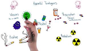 Harmful teratogens - Intro to Psychology