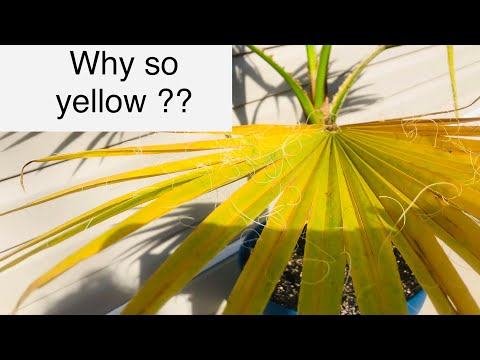 Video: Why Does The Palm Tree Turn Yellow