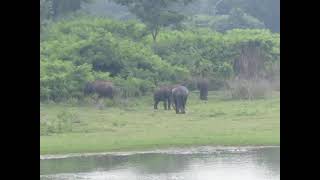 Elephant swimming and guarding part3