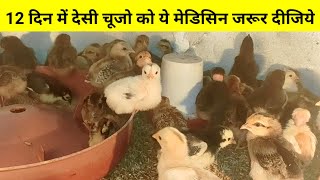 12 दिन में देसी चूजो को ये मेडिसिन जरूर दीजिये(Local chicken farming)