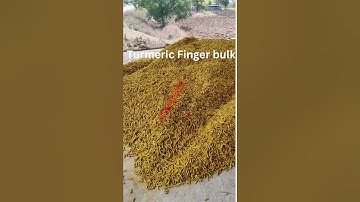 Turmeric Finger Export Quality Bulk