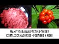 Make your own pectin powder  cornus canadensis  foraged  free