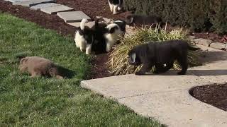 Newfoundland Puppies For Sale