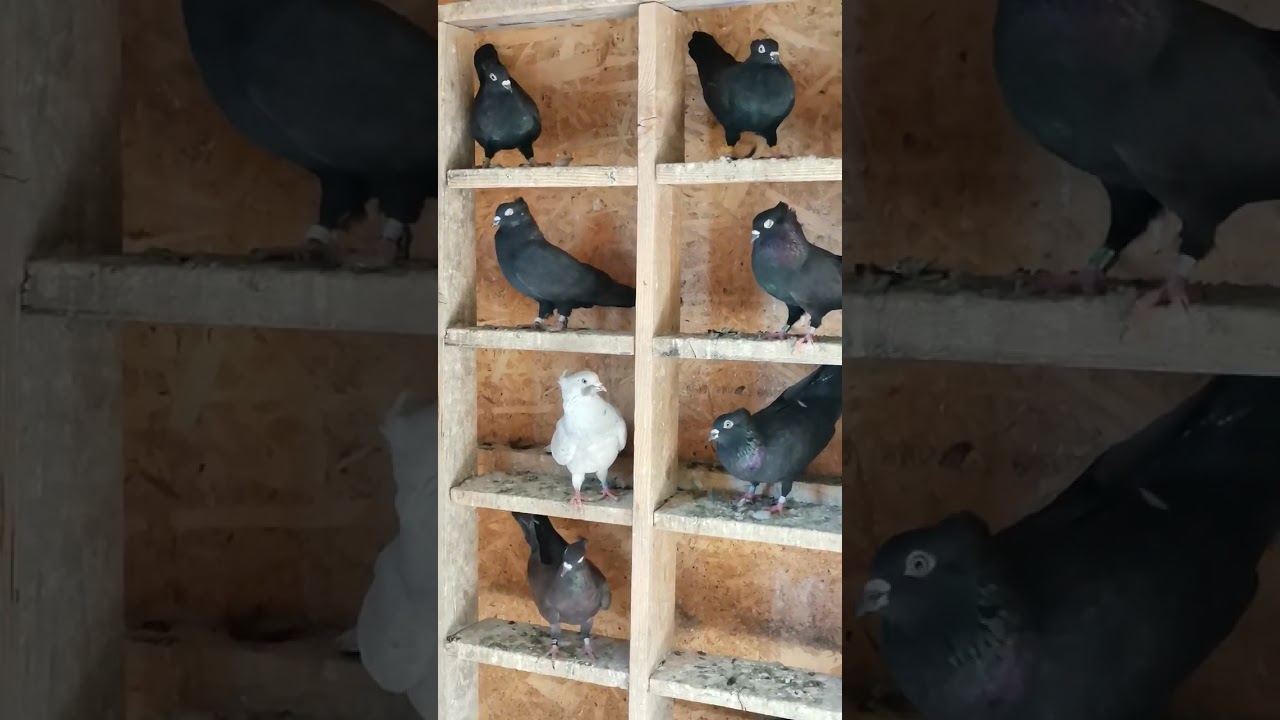 Sunajko Davor - Beogradski i Srpski visokoletač 🍻