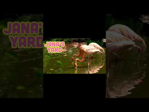 Pink Eel - Jana’s Yard - Magic Flamingo - Ep 8/S2