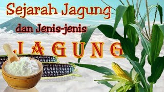 SEJARAH BUAH JAGUNG