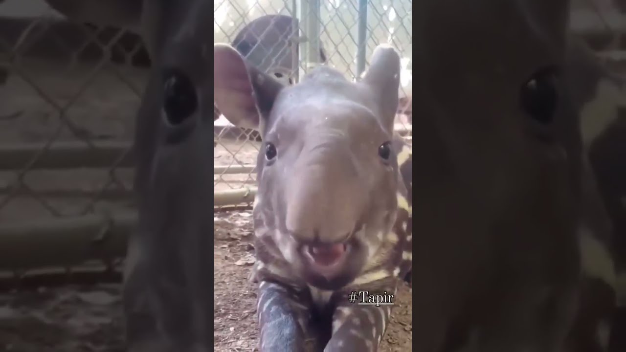  Tapir Tapirs Are Large Herbivorous Mammals That Closely Related To Horses And Rhinoceroses